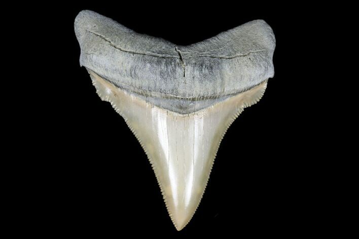 Collector Quality Chubutensis Tooth - Aurora, North Carolina #176598